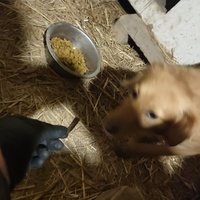 photo de livraison pour Ivana Nikolić