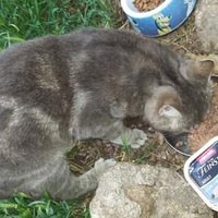 photo de livraison pour Les Chats-Pitresdelavi-Ste
