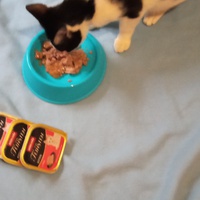 photo de livraison pour Bien vivre avec les Chats Sallélois
