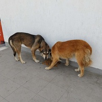 photo de livraison pour Civic Initiative Kane Korzo Skopje
