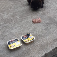 photo de livraison pour Chats cerbériens