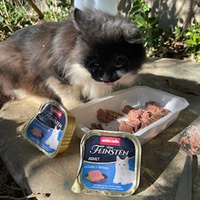 photo de livraison pour Bien vivre avec les Chats Sallélois