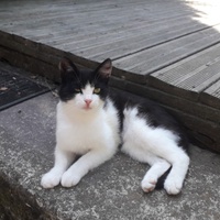 photo de livraison pour Chats Oubliés