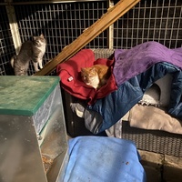 photo de livraison pour SADF (Sauvetage des animaux domestiques de France)