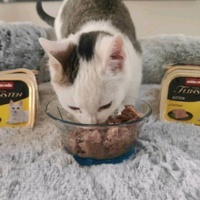 photo de livraison pour Jardin des Chats