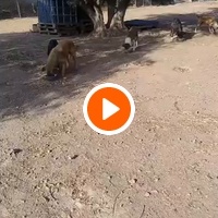 photo de livraison pour Help Adopt Moroccan Animals