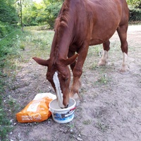 photo de livraison pour Happy Horse Day