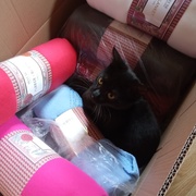 photo de livraison pour Chats Oubliés
