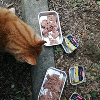 photo de livraison pour A Toutes Pattes