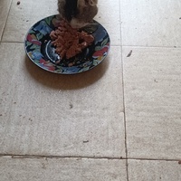 photo de livraison pour Protect Cat