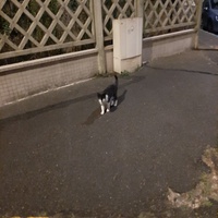 photo de livraison pour Association Animaux Errants Economie
