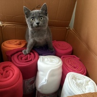 photo de livraison pour Chat Gratouille