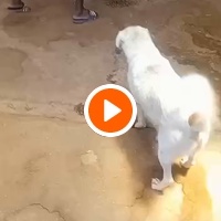 photo de livraison pour Comme Chiens et Chats Maroc