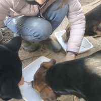 photo de livraison pour Chats Libres de Béziers