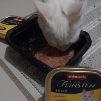 photo de livraison pour Le Gang des Matous