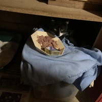photo de livraison pour Les chats de chez nous