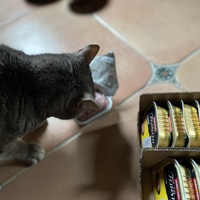 photo de livraison pour Les Chats de Condom 32