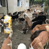 photo de livraison pour Sanctuaire de la Faune de Tanger (SFT)