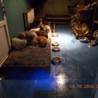 photo de livraison pour Pro Animals Finland ry