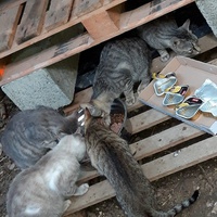 photo de livraison pour Les Chats libres de Fleurance