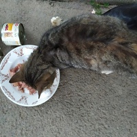 photo de livraison pour Les Chats Libres de la Canterrane