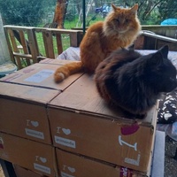 photo de livraison pour Les Pattounes de l'Espoir
