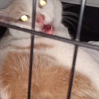 photo de livraison pour Hungry Cats14