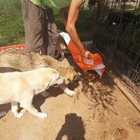 photo de livraison pour Animal Shields Oradea