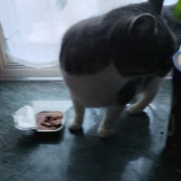photo de livraison pour Chats Grains d'Amour