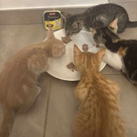 photo de livraison pour Les Chatgabonds