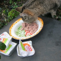 photo de livraison pour Au Bonheur des Chats Libres