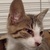 photo animal