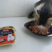 photo de livraison pour Les Pattounes de l'Espoir