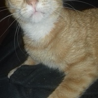photo de livraison pour Les Chats Libres de la Canterrane
