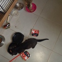 photo de livraison pour Leschatsmartinois