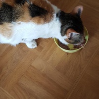 photo de livraison pour Les Pattes de la Liberté 