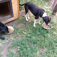 photo de livraison pour Serbian Society for the Protection of Animals - SSPA