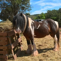 photo de livraison pour Tagada Spirit