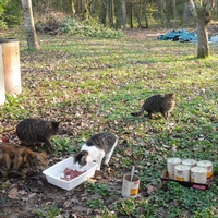 photo de livraison pour Au Bonheur des Chats Libres