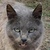 photo animal