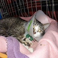 photo de livraison pour Chats Libres de Béziers