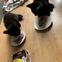 photo de livraison pour L’École du Chat de Saint-Denis Langevin