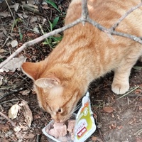 photo de livraison pour Cat Miaou