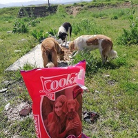 photo de livraison pour Mira Shorak Assante Di Capillo