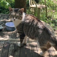 photo de livraison pour SOS Chats Libres