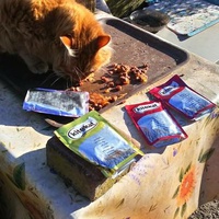 photo de livraison pour L'Ecole du Chat Istreen