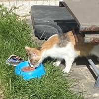 photo de livraison pour SADF (Sauvetage des animaux domestiques de France)