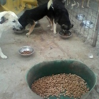 photo de livraison pour Animal Shields Oradea