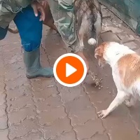 photo de livraison pour Comme Chiens et Chats Maroc