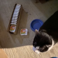 photo de livraison pour Les Chats de Condom 32